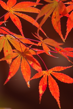 紅葉　その５