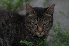 野良猫との対峙