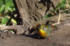 相思鳥、飛びます