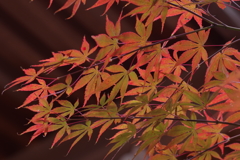 紅葉　その８