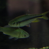 水槽の中の魚