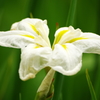 カキツバタ（２）