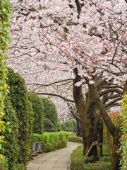 桜のトンネル