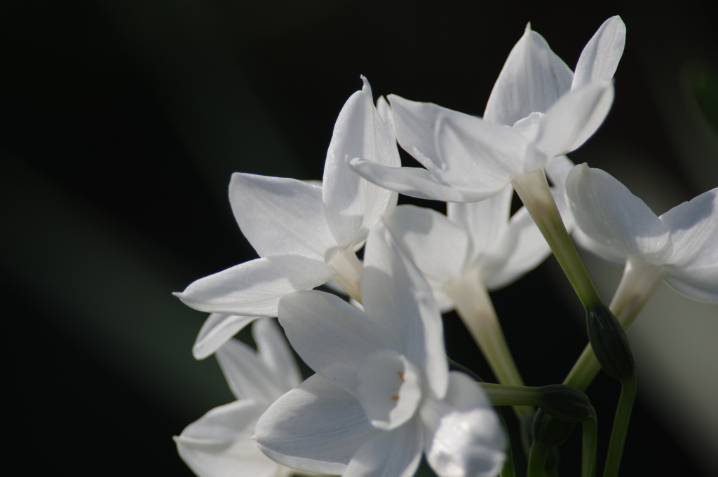 Narcissus in the darkness