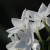 Narcissus in the darkness