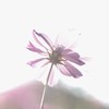 逆光