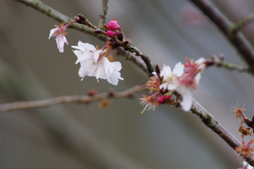 十月桜