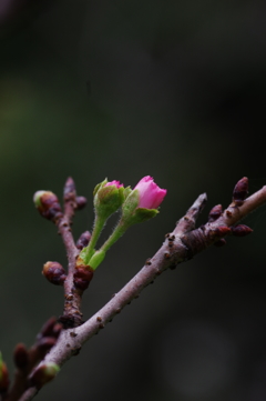 十月桜　その３