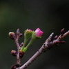 十月桜　その３
