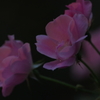 別の三姉妹（笑）