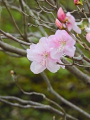 つつじ咲く