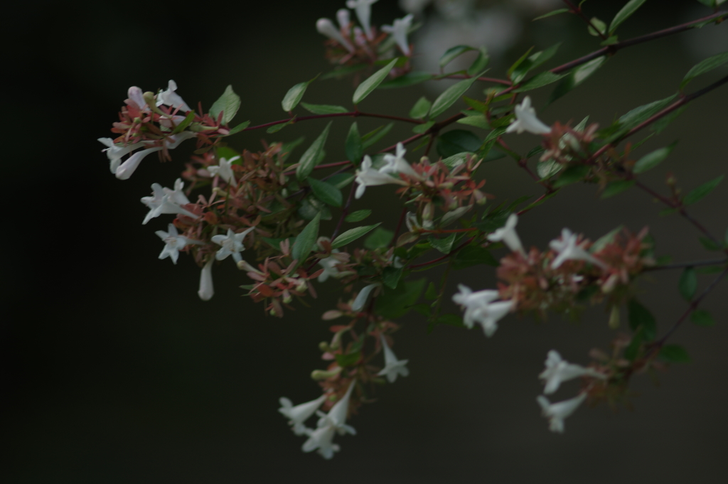 花（１）