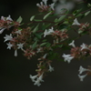 花（１）