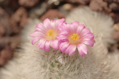 サボテンの花