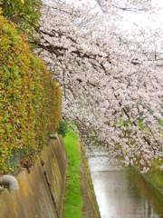 水路を渡る桜