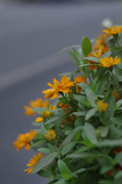 歩道の花