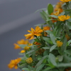 歩道の花