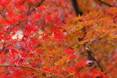 紅葉　その７