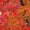 紅葉　その７
