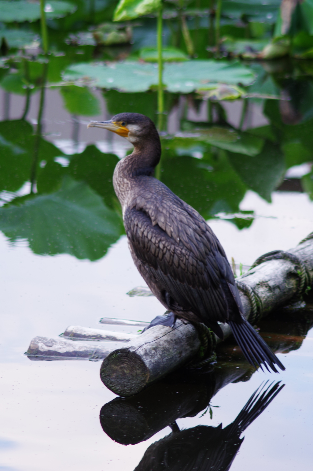 不忍池の河鵜（DFAマクロ100mm F2.8 WR + リアコンA2X-S）