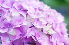 紫陽花