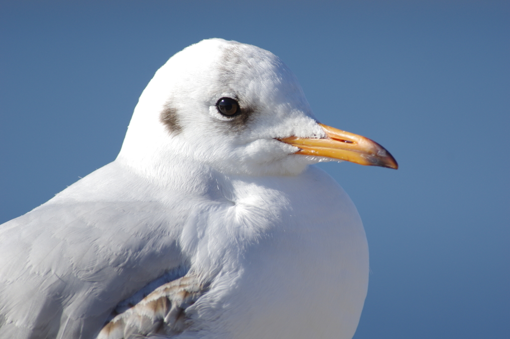 ユリカモメの眼に光芒