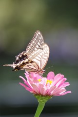 蝶＠新宿中央公園(135mm) - 2