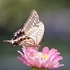 蝶＠新宿中央公園(135mm) - 2