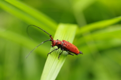 ホシベニカミキリ、復帰