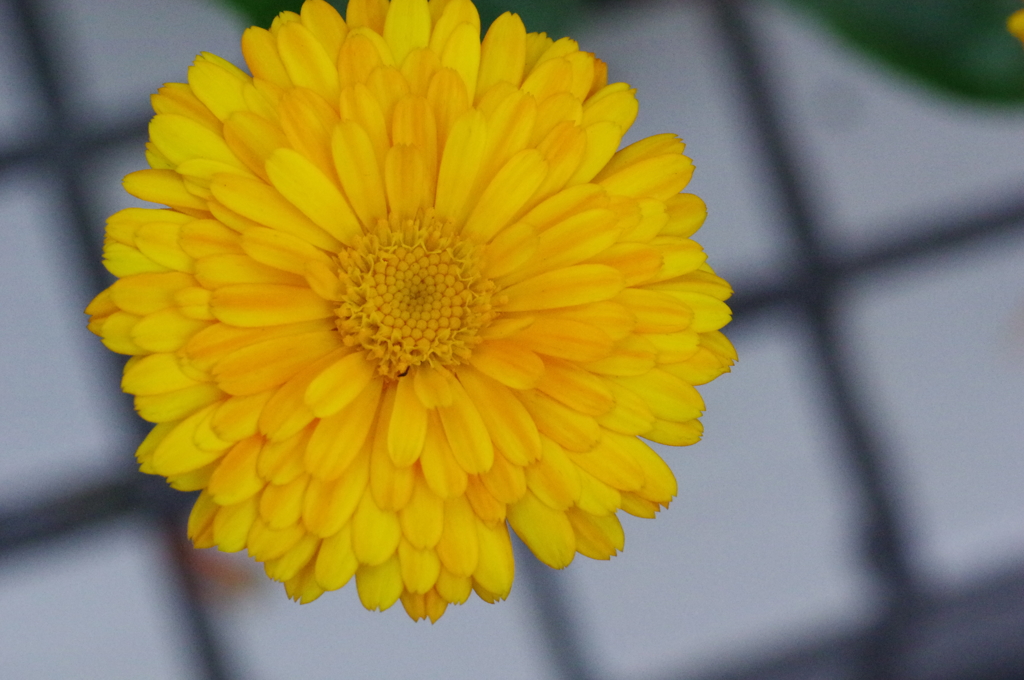 通勤途上の花（３）