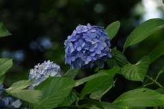 高幡不動の紫陽花