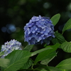 高幡不動の紫陽花