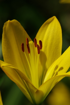 花（２）