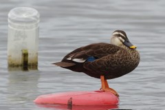 流れる焼酎のボトル