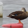 流れる焼酎のボトル