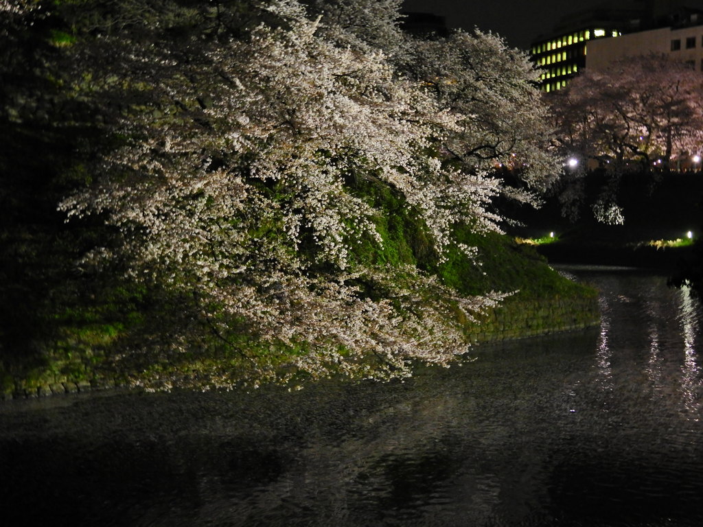 千鳥ヶ淵の夜桜