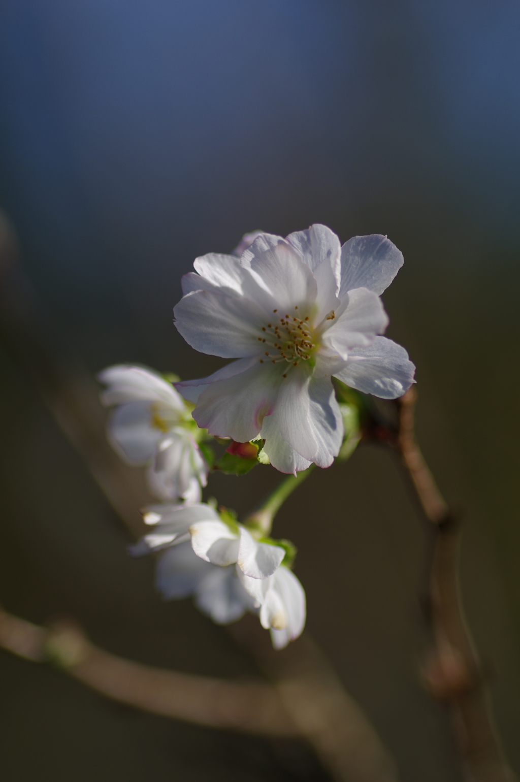 十月桜＠100mm/2.8