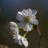 十月桜＠100mm/2.8