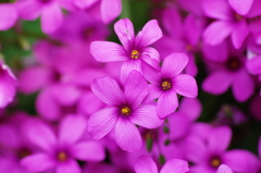 道端の花