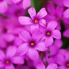 道端の花
