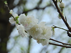 桜（たぶん）