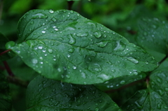 雨上がり（２）