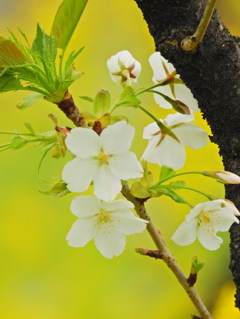 千鳥ヶ淵の桜