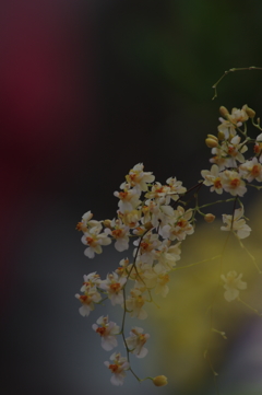 熱帯の花