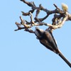 アクロバット