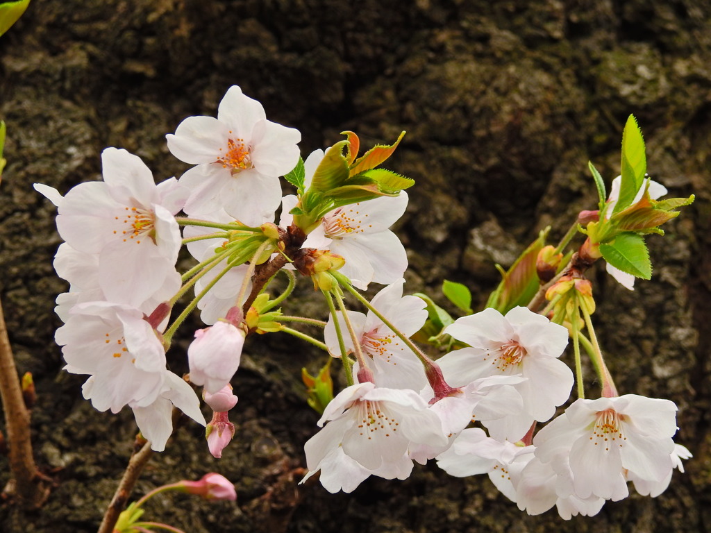 千鳥ヶ淵の桜