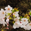 千鳥ヶ淵の桜