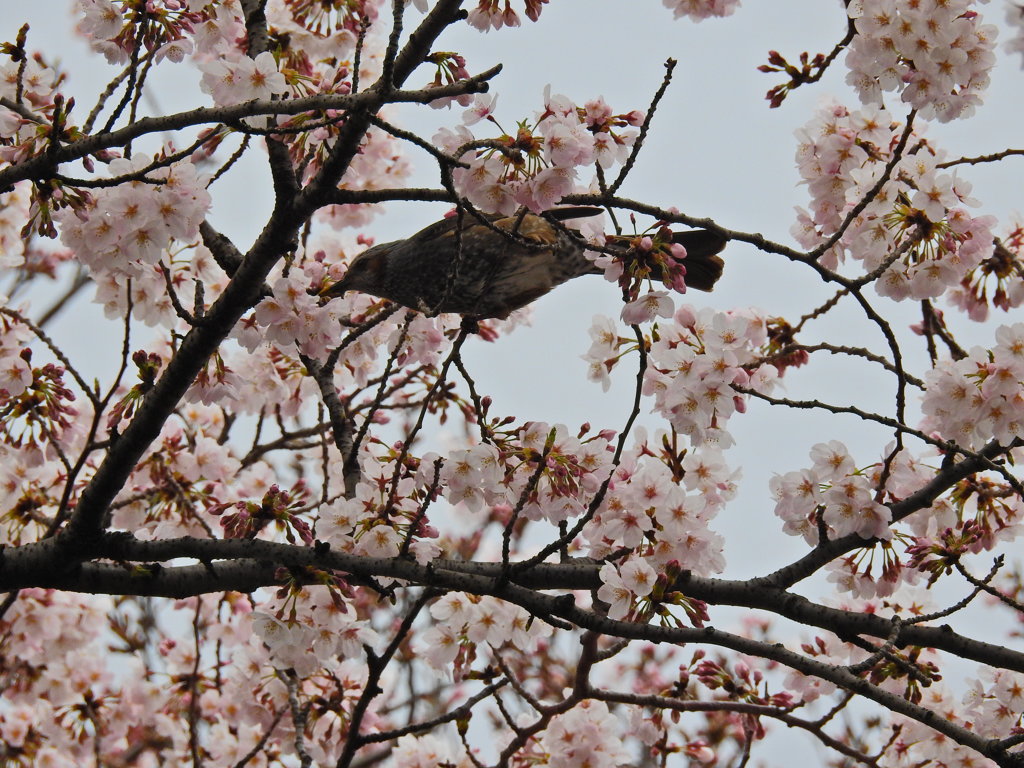 桜とヒひよどり