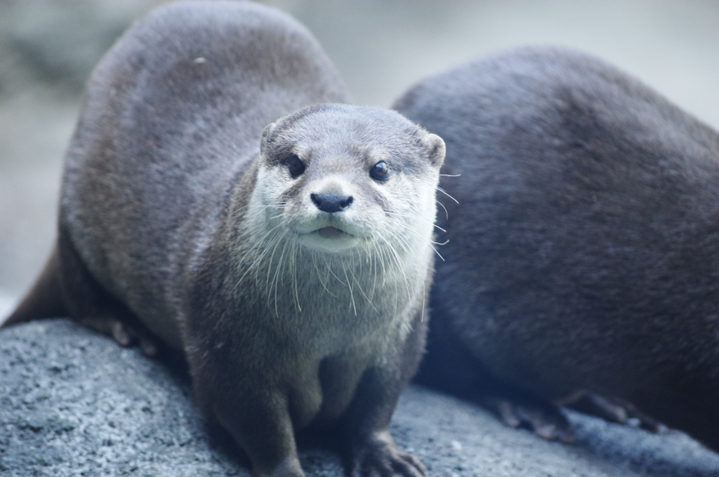 カワウソ