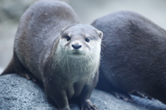 カワウソ